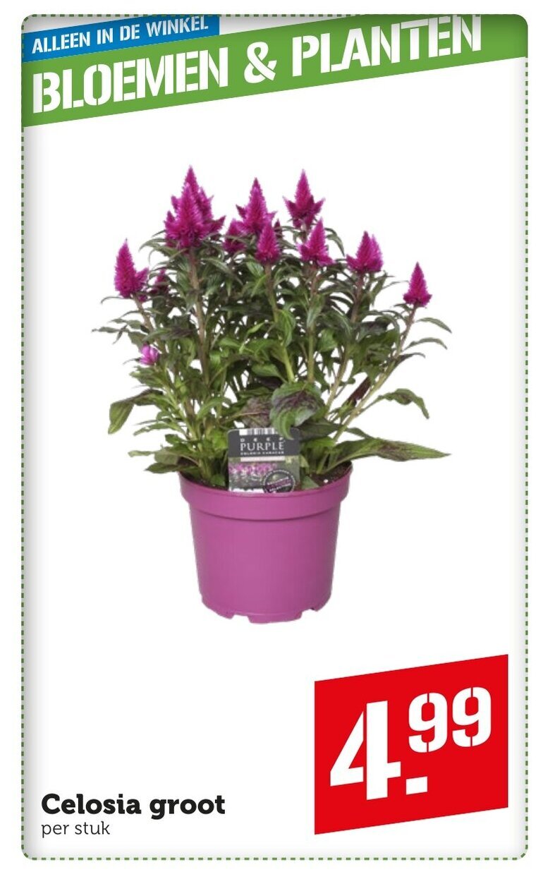 Coop Celosia groot aanbieding