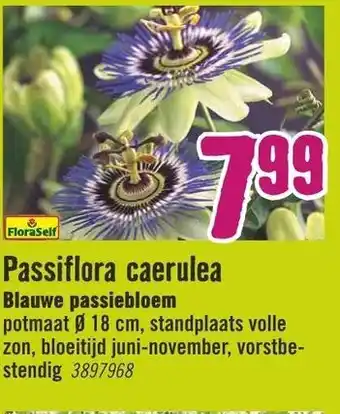Hornbach FloraSelf Passiflora caerulea Blauwe passiebloem aanbieding