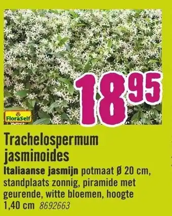Hornbach FloraSelf Trachelospermum jasminoides Italiaanse jasmin aanbieding