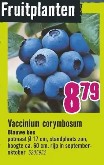 Hornbach Vaccinium corymbosum Blauwe bes aanbieding