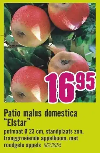 Hornbach Patio malus domestica Elstar aanbieding