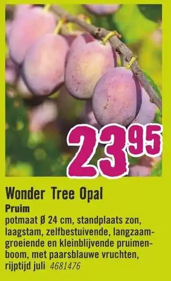 Hornbach Wonder Tree Opal Pruim aanbieding
