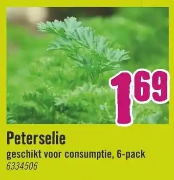 Hornbach Peterselie 6-pack aanbieding