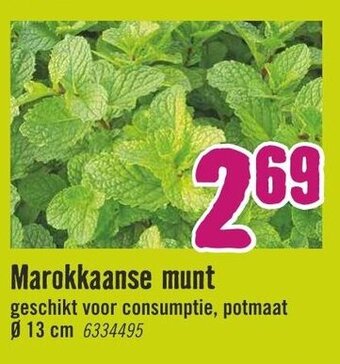 Hornbach Marokkaanse munt aanbieding