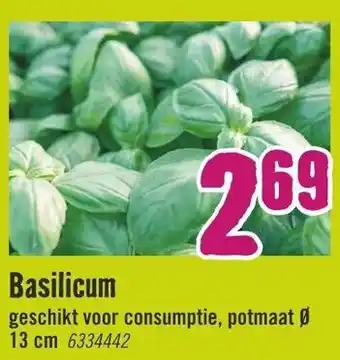 Hornbach Basilicum aanbieding