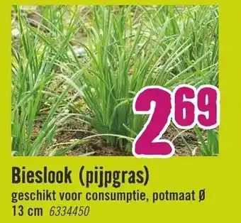 Hornbach Bieslook (pijpgras) aanbieding