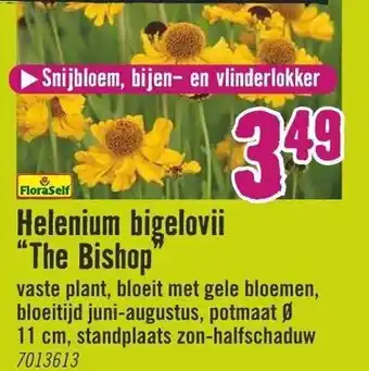 Hornbach FloraSelf Helenium bigelovii The Bishop aanbieding