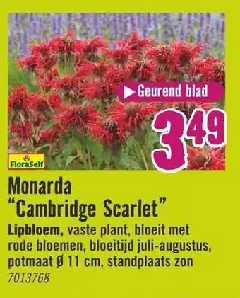 Hornbach FloraSelf Monarda Cambridge Scarlet Lipbloem aanbieding
