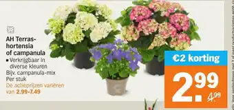 Albert Heijn AH Terras-hortensia of campanula aanbieding