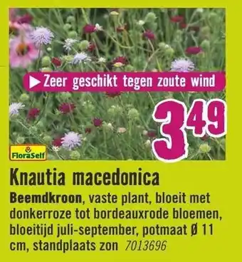 Hornbach FloraSelf Knautia macedonica Beemdkroon aanbieding