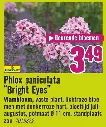 Hornbach FloraSelf Phlox paniculata Bright Eyes Vlambloem aanbieding