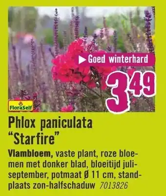 Hornbach FloraSelf Phlox paniculata Starlife Vlambloem aanbieding