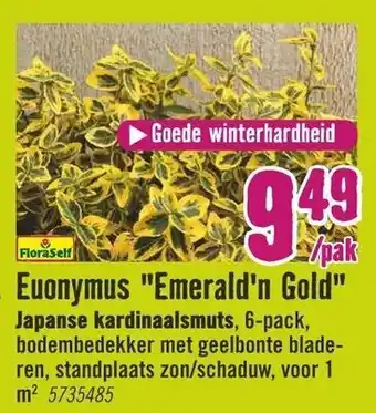 Hornbach FloraSelf Euonymus Emerald'n Gold Japanse kardinaalsmuts 6-pack aanbieding