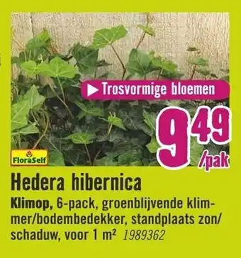 Hornbach FloraSelf Hedera hibernica aanbieding