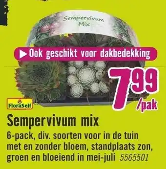 Hornbach FloraSelf Sempervivum mix 6-pack aanbieding