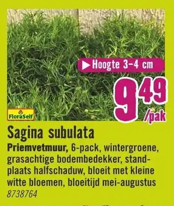 Hornbach FloraSelf Sagina subulata Priemvetmuur 6-pack aanbieding