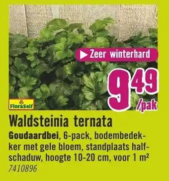Hornbach FloraSelf Waldsteinia ternata Goudaardbei 6-pack aanbieding