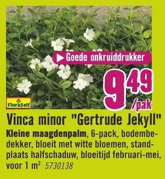 Hornbach FloraSelf Vinca minor Gertrude Jekyll Kleine maagdenpalm 6-pack aanbieding
