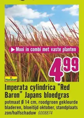 Hornbach FloraSelf Imperata cylindrica Red Baron Japans bloedgras aanbieding