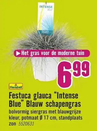 Hornbach FloraSelf Festuca glauca Intense Blue Blauw schapengras aanbieding