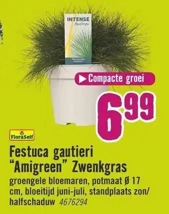 Hornbach FloraSelf Festuca gautieri Amigreen Zwenkngras aanbieding