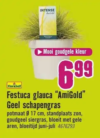 Hornbach FloraSelf Festuca glauca AmiGold Geel schapengras aanbieding