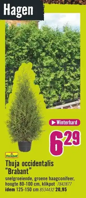 Hornbach FloraSelf Thuja occidentalis Brabant aanbieding