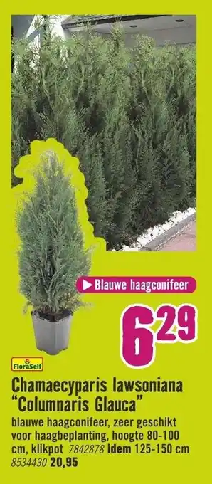 Hornbach FloraSelf Chamaecyparis Iawsoniana Columnaris Glauca aanbieding