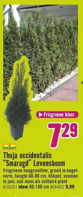 Hornbach FloraSelf Thuja occidentalis Smaragd Levensboom aanbieding