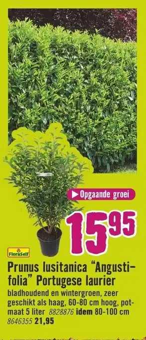 Hornbach FloraSelf Prunus lusitanica Angustifolia Portugese Laurier aanbieding