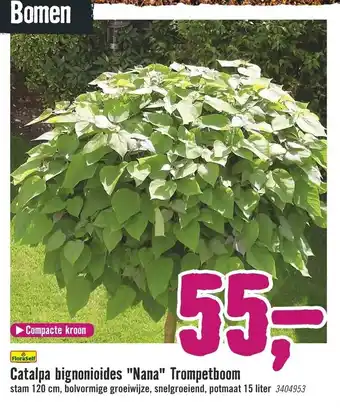 Hornbach FloraSelf Catalpa bignonioides Nana Trompetboom aanbieding