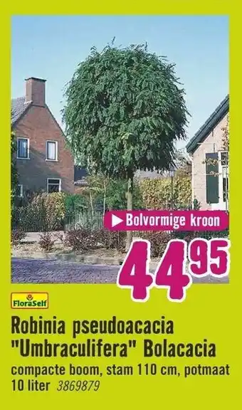 Hornbach FloraSelf Robinia pseudoacacia Umbraculifera Bolacacia aanbieding