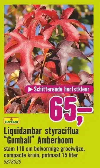 Hornbach FloraSelf Liquidambar styraciflua Gumball Amberboom aanbieding