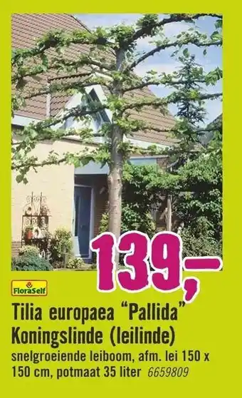 Hornbach FloraSelf Tilia europaea Pallida Koningslinde (leilinde) aanbieding