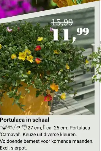 Tuincentrum Osdorp Portulaca in schaal aanbieding