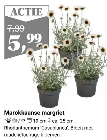 Tuincentrum Osdorp Marokkaanse margriet aanbieding