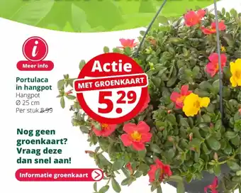 GroenRijk Portulaca in hangpot aanbieding