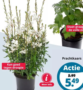 GroenRijk Prachtkaars aanbieding