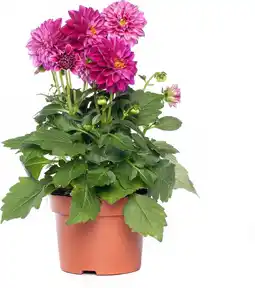 Intratuin Dahlia mix (dahlia) d 23 h 45 cm aanbieding