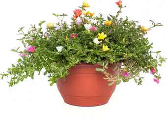 Intratuin Portulak (portulaca) d 27 h 25 cm aanbieding