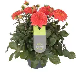 Intratuin Dahlia (dahlia 'dalina maxi emilio') oranje d 23 h 50 cm aanbieding