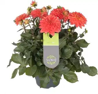 Intratuin Dahlia (dahlia 'dalina maxi emilio') oranje d 23 h 50 cm aanbieding