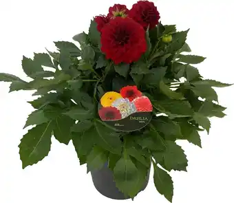Intratuin Dahlia (dahlia 'dalina maxi topia') rood d 23 h 50 cm aanbieding