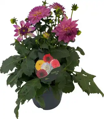 Intratuin Dahlia (dahlia 'dalina maxi salinas') paars-wit d 23 h 50 cm aanbieding