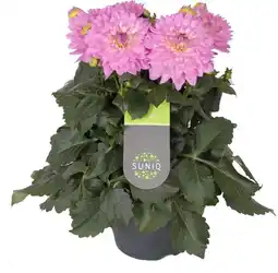 Intratuin Dahlia (dahlia 'dalina maxi lopez') roze-wit d 23 h 50 cm aanbieding