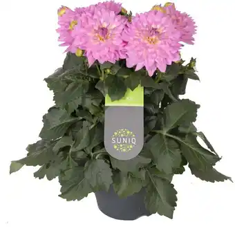 Intratuin Dahlia (dahlia 'dalina maxi lopez') roze-wit d 23 h 50 cm aanbieding