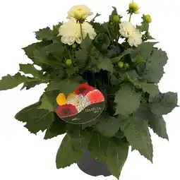 Intratuin Dahlia (dahlia 'dalina maxi lopez') wit d 23 h 50 cm aanbieding