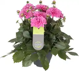 Intratuin Dahlia (dahlia 'dalina maxi cadena') roze d 23 h 50 cm aanbieding