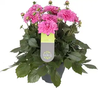 Intratuin Dahlia (dahlia 'dalina maxi cadena') roze d 23 h 50 cm aanbieding