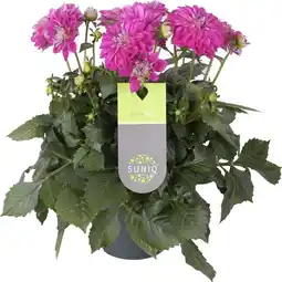 Intratuin Dahlia (dahlia 'dalina maxi castillo') paars d 23 h 50 cm aanbieding